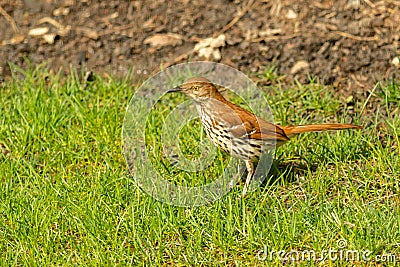 A Brown Thrasher stands looking for food Stock Photo