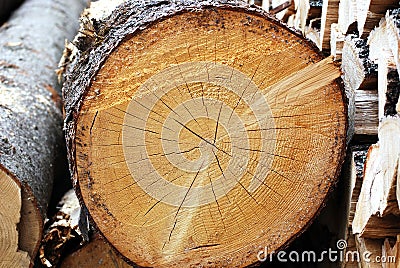 Wood trunk Stock Photo