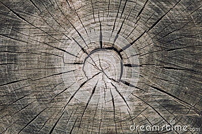 Wood trunk cross section with splits wood and rings concentric circles Stock Photo