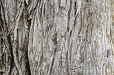 Wood wall texture Stock Photo