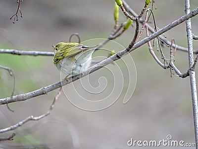 Wood warbler Phylloscopus sibilatrix perched on a tree branch in a bright April day Stock Photo