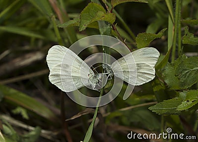 Wood White butterflies Stock Photo