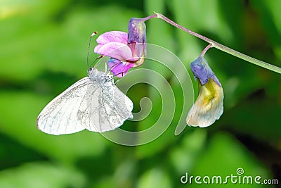 Wood White Butterfly - Leptidea sinapis feeding on a woodland flower. Stock Photo