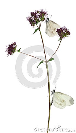 Wood White, Leptidea sinapis, on Oregano Stock Photo