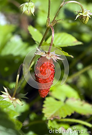 Wood wild strawberry Stock Photo