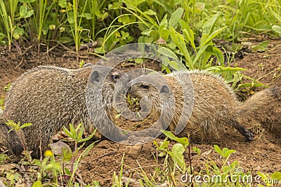 Woodchuck Kiss Stock Photo