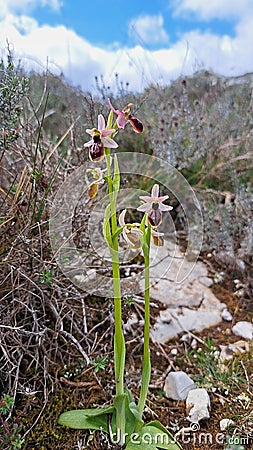 Woodcock bee-orchid Stock Photo