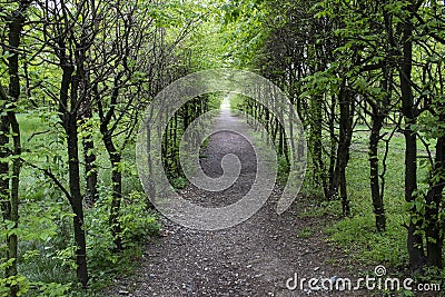 Wooded path Stock Photo