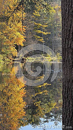 Yellow Autumn Trees Reflected & Pondside Trunk Stock Photo