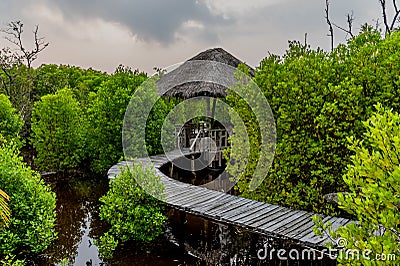 Wooden alcove and bridge at the mangrove tropical nature park at Landhoo island at Noonu atoll Stock Photo