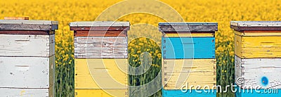 Wooden apiary crates or beehive boxes for beekeeping and honey collecting in blooming canola field Stock Photo
