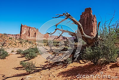 Reaching arms of a dead tree. Stock Photo