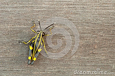 Wooden Background and Grasshopper Stock Photo