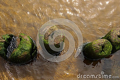 Wooden beams are part of an old pier. Pylons stand out of the shallow water Stock Photo