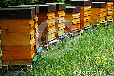 Wooden beehives with active honeybees Stock Photo