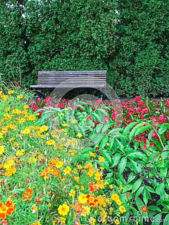 Wooden bench in blooming summer garden Stock Photo