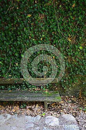 Wooden Bench and greenwall closeup Stock Photo