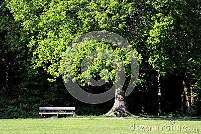 Wooden bench under oak tree Stock Photo
