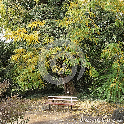 Red wooden benches in the botanical garden of Macea dendrological park Arad county - Romania Stock Photo