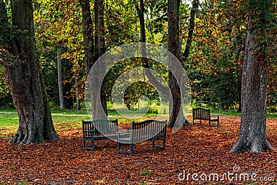 Wooden benches among trees on the ground covered with fallen autumn leaves in Italy. Stock Photo