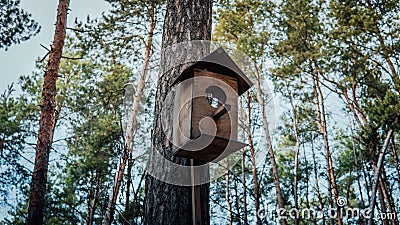 Wooden birdhouse hanging on tree in forest. Close-up of house for birds on branch of tree trunk. Stock Photo