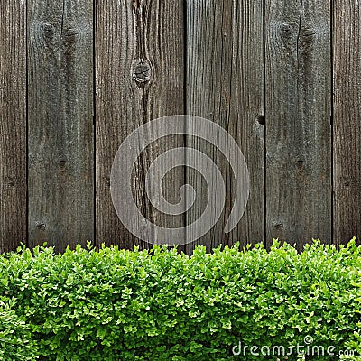 Wooden board and box tree Stock Photo