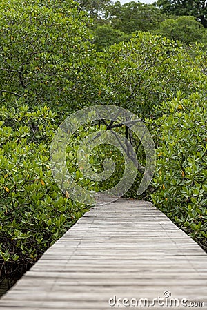 A wooden boardwalk built over the mangrove forest Stock Photo