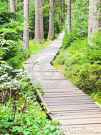 Wooden boardwalk in forest leads to Great Moss Lake, Rejviz, Jeseniky Mountains, Czech Republic Stock Photo