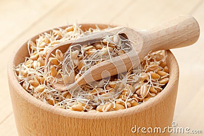 Wooden bowl and scoop filled of sprouted wheat seeds and sack of Stock Photo