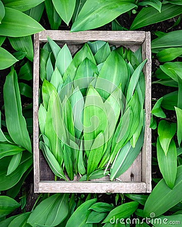 Wooden box with bunch of fresh bear's wild garlic Stock Photo