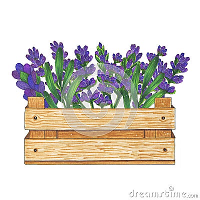 Wooden box with flowers bouquet of lavender marker illustration Cartoon Illustration