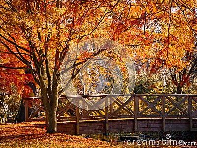 Wooden bridge in Bushy Park with autumn scene Stock Photo