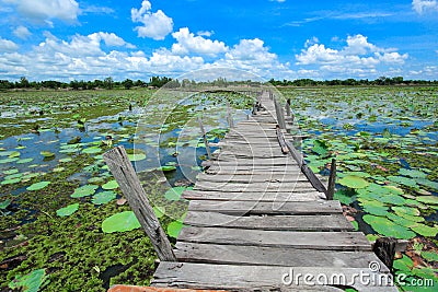 Wooden bridge and lotus Stock Photo