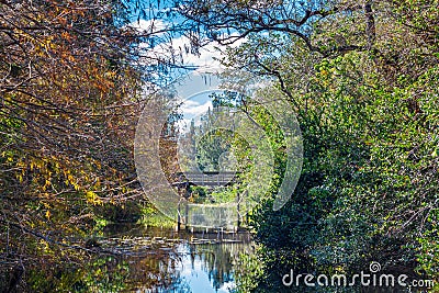 Wooden bridge over a creek surrounded by bald cypress, cocoplum and live oak - Tree Tops Park, Davie, Florida, USA Stock Photo