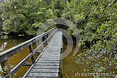 Wooden bridge over forest river, hiking track in Rakiura Stock Photo