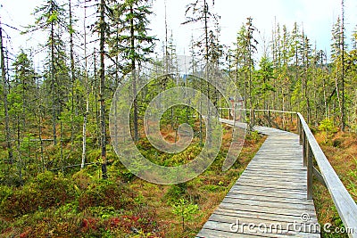 Bridge over swamp in forest. Wooden path in wood Stock Photo