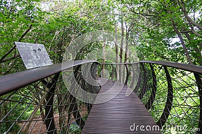 Wooden bridge of the Tree Canopy Walkway in Kirstenbosch National Botanical Garden Stock Photo