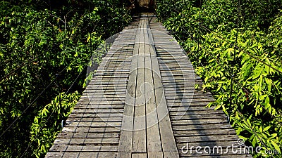 Wooden bridge in tropical rain forest - Image Stock Photo