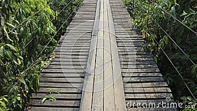 Wooden bridge in tropical rain forest - Image Stock Photo