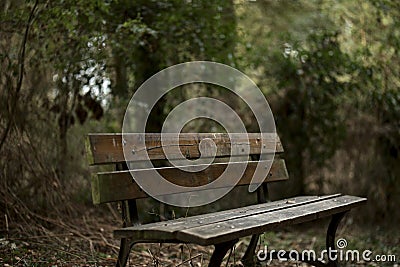 Wooden bench in a forest Stock Photo