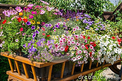 Wooden cart full of petunia flowers. Landscaping in the park Stock Photo