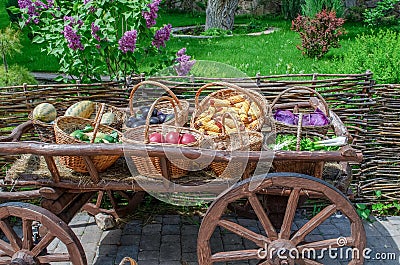 Wooden cart with wicker carp with vegetables in the garden Stock Photo