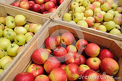 Wooden crate box full of fresh apples Stock Photo