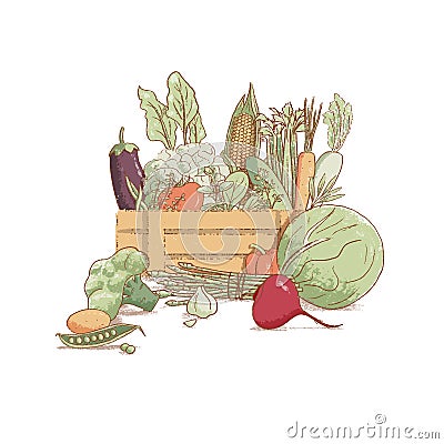 Wooden crate with collection of hand-drawn popular vintage style seasonal vegetables and coolinary herbs, Vector Illustration