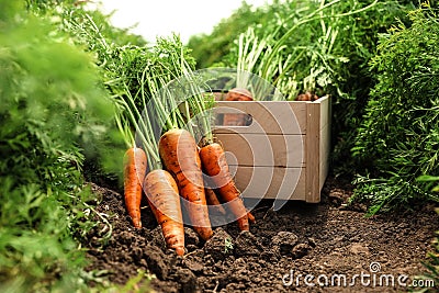 Wooden crate of fresh ripe carrots on field Stock Photo