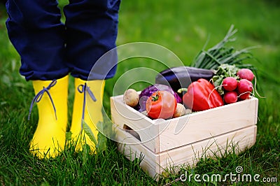 Wooden crate with fresh vegetables from farm Stock Photo