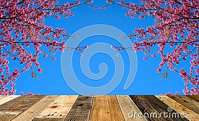 Wooden floor on sakura or flower queen tiger. Stock Photo