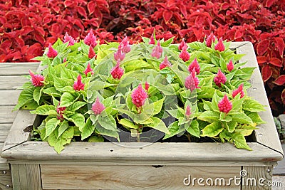 Wooden flower bed Stock Photo