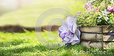 Wooden flower bed in the park with colorful spring flowers, on a background of a lawn the sunlit trees space for text banner Stock Photo