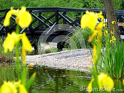 wooden foot bridge over small pond with blurry yellow iris Stock Photo